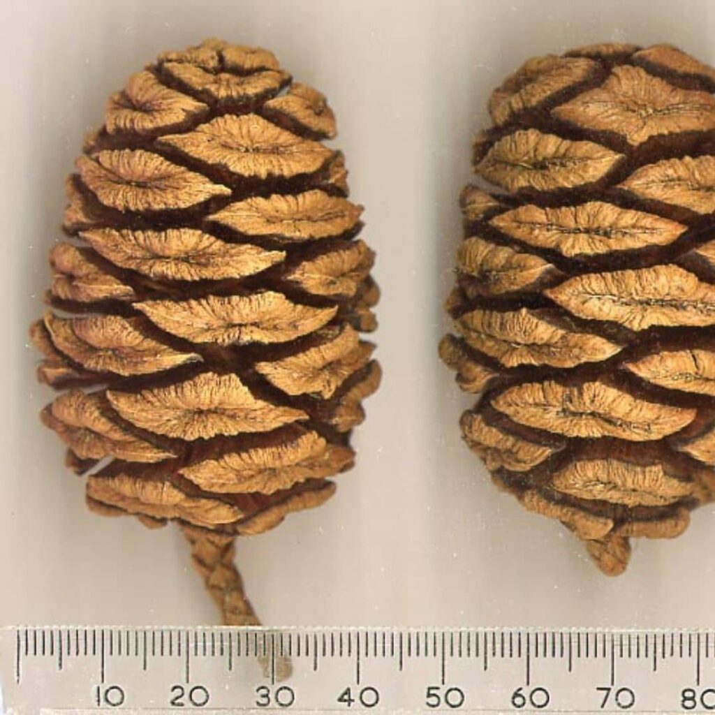 cônes du Séquoia Géant, une des différentes espèces de Séquoias
