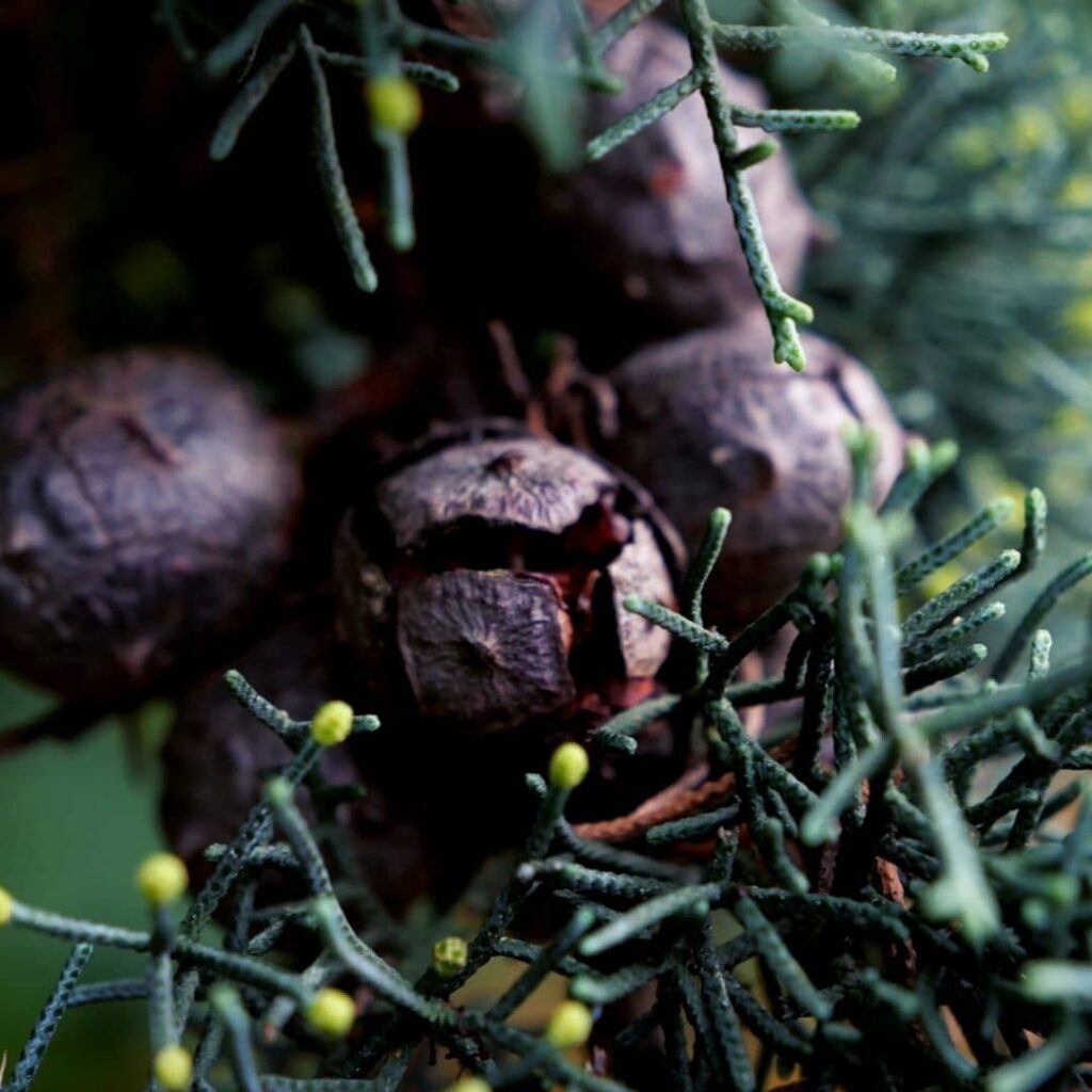 cônes fruits du Cyprès d'Arizona
