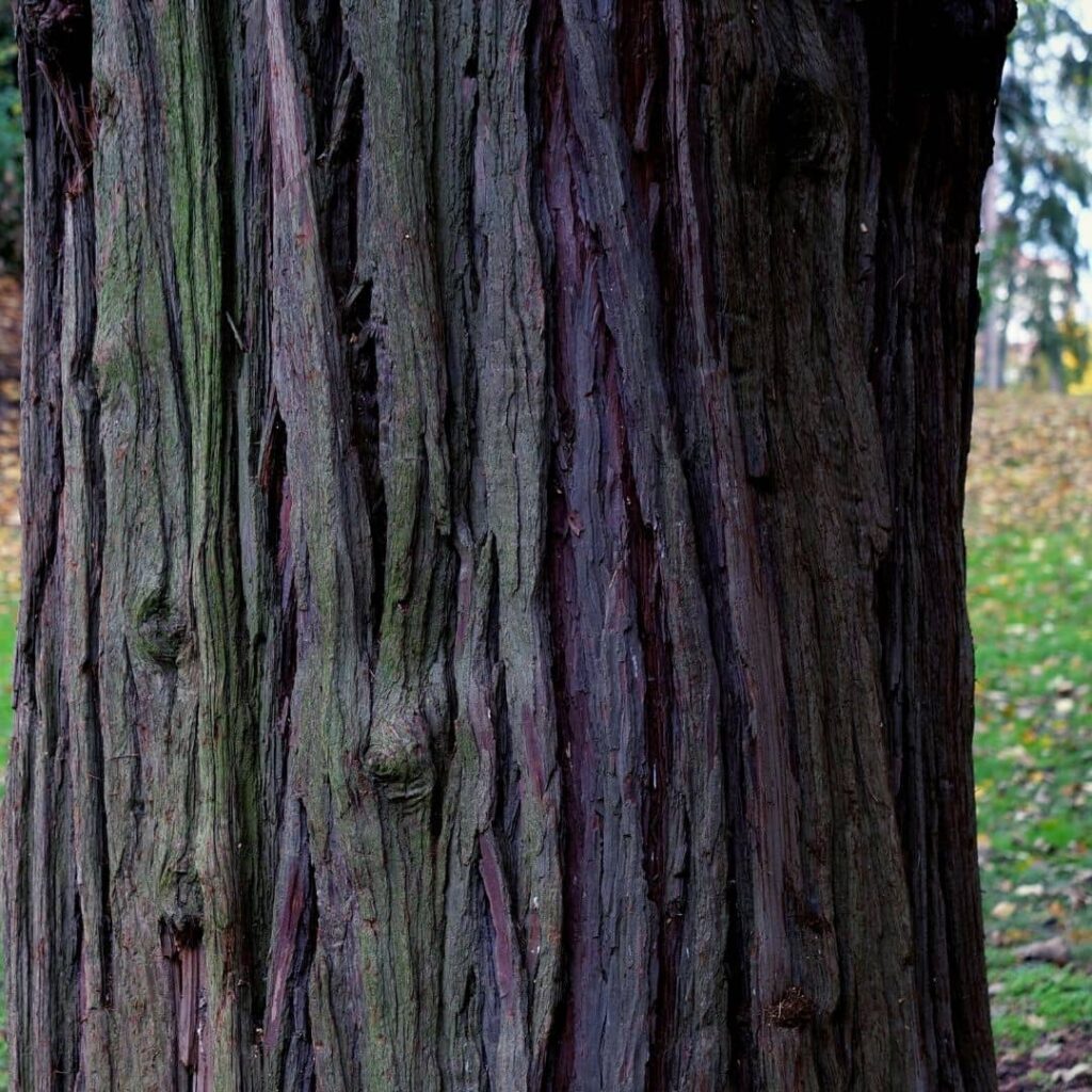 écorce du Calocèdre decurrens, une des fausses espèces de Séquoias
