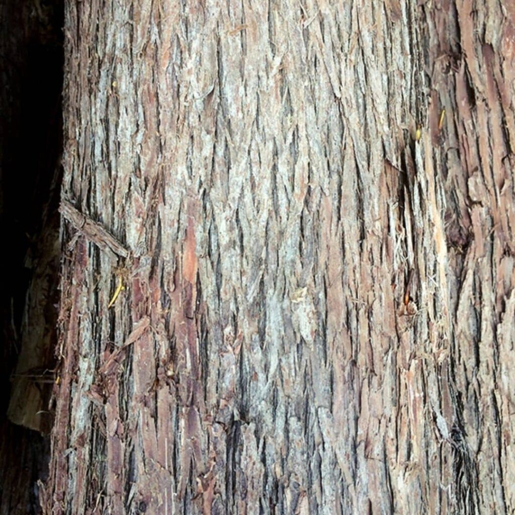 écorce du Thuya Occidentalis la plus commune des toutes les espèces de Thuyas