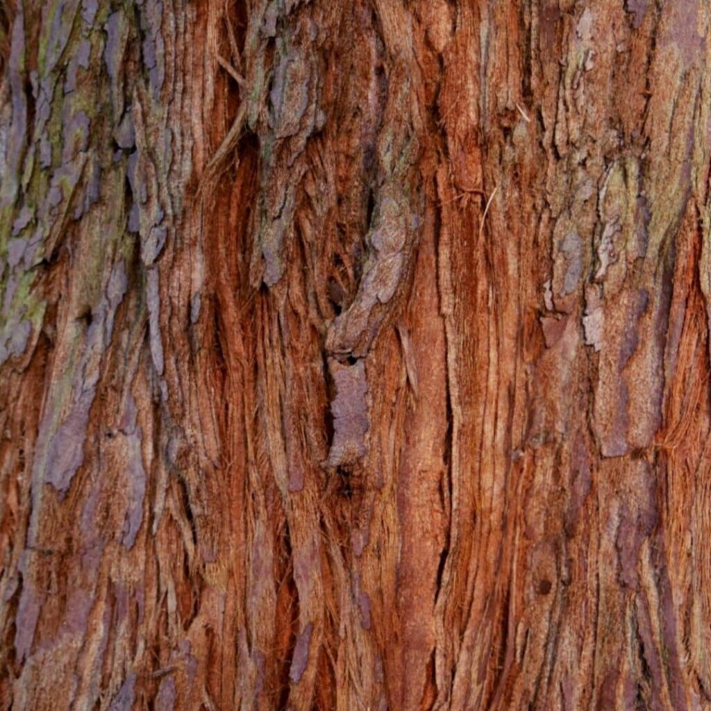 écorce épaisse et fibreuse du Séquoia à feuilles d'If Sequoia sempervirens