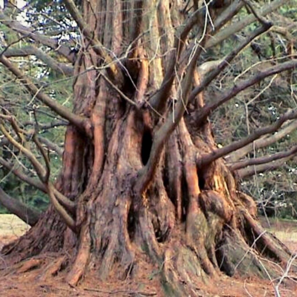 écorce et tronc de Metasequoia glyptostroboides une des fausses espèces de séquoias
