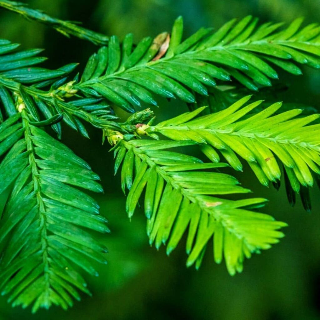 feuillage en aiguille du Séquoia à feuilles d'If Sequoia sempervirens