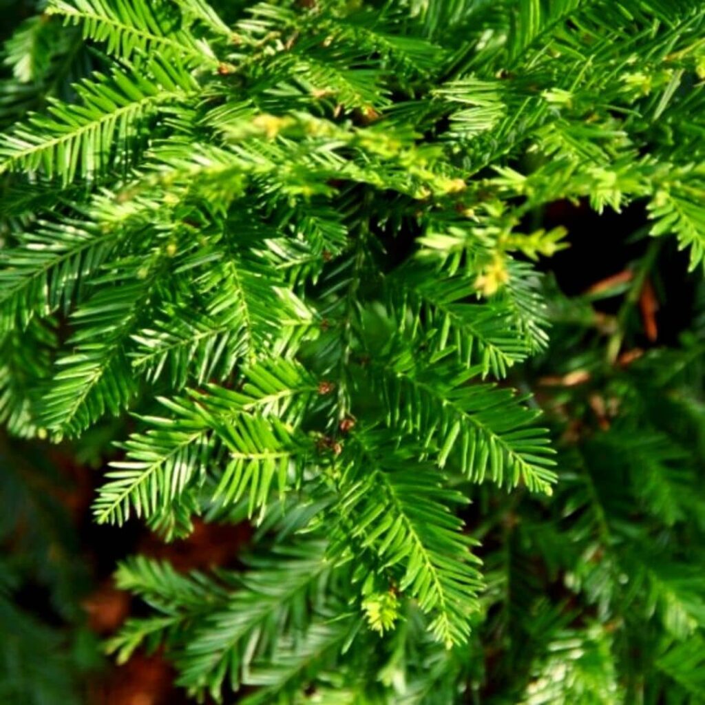 feuilles an aiguilles aplaties du Séquoia sempervirens