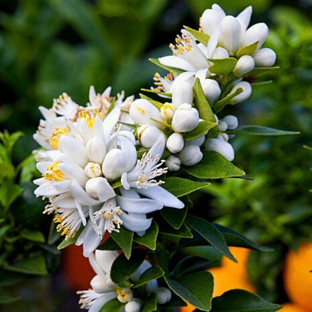 fleurs du Chinotto