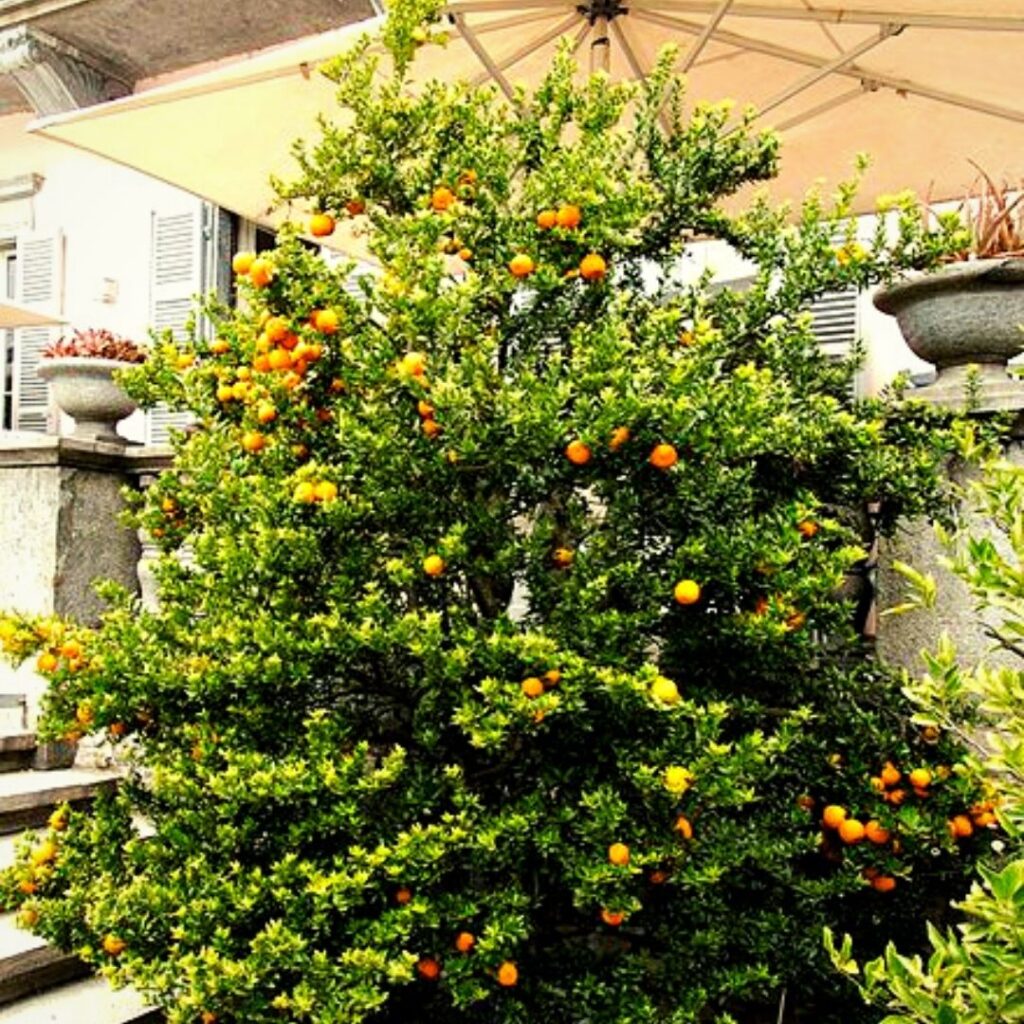 vue générale Citrus myrtifolia