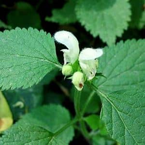 LAMIUM FLEXUOSUM - LAMIER FLEXUEUX​