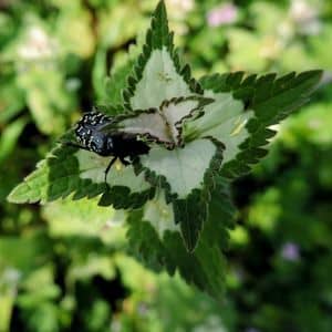 LAMIUM MOSCHATUM une des espèces de Lamiers à feuilles panachées