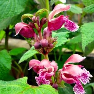 LAMIUM ORVALA - LAMIER ORVALE​ une des plus belles espèces de lamiers