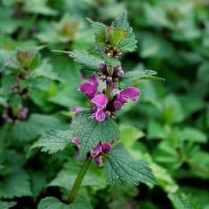 Lamier Maculé Lamium maculatum une des différentes variétés de lamiers en France