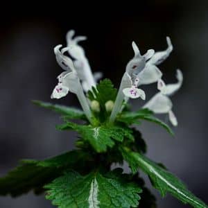 Lamier bifide lamium bifidum une des espèces de Lamiers