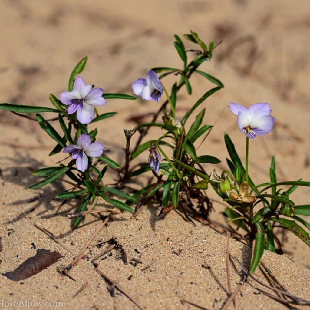 VIOLA ARBORESCENS - VIOLETTE SOUS-ARBUSTIVE​ une des plus grandes espèces de Violettes