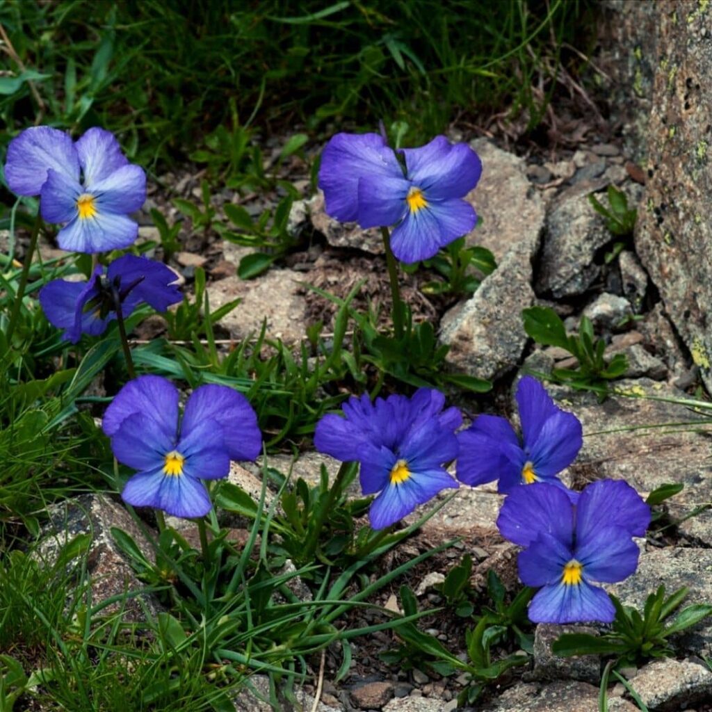 VIOLA CALCARATA - PENSÉE ÉPERONNÉE​ une des plus belles espèces de violettes sauvages