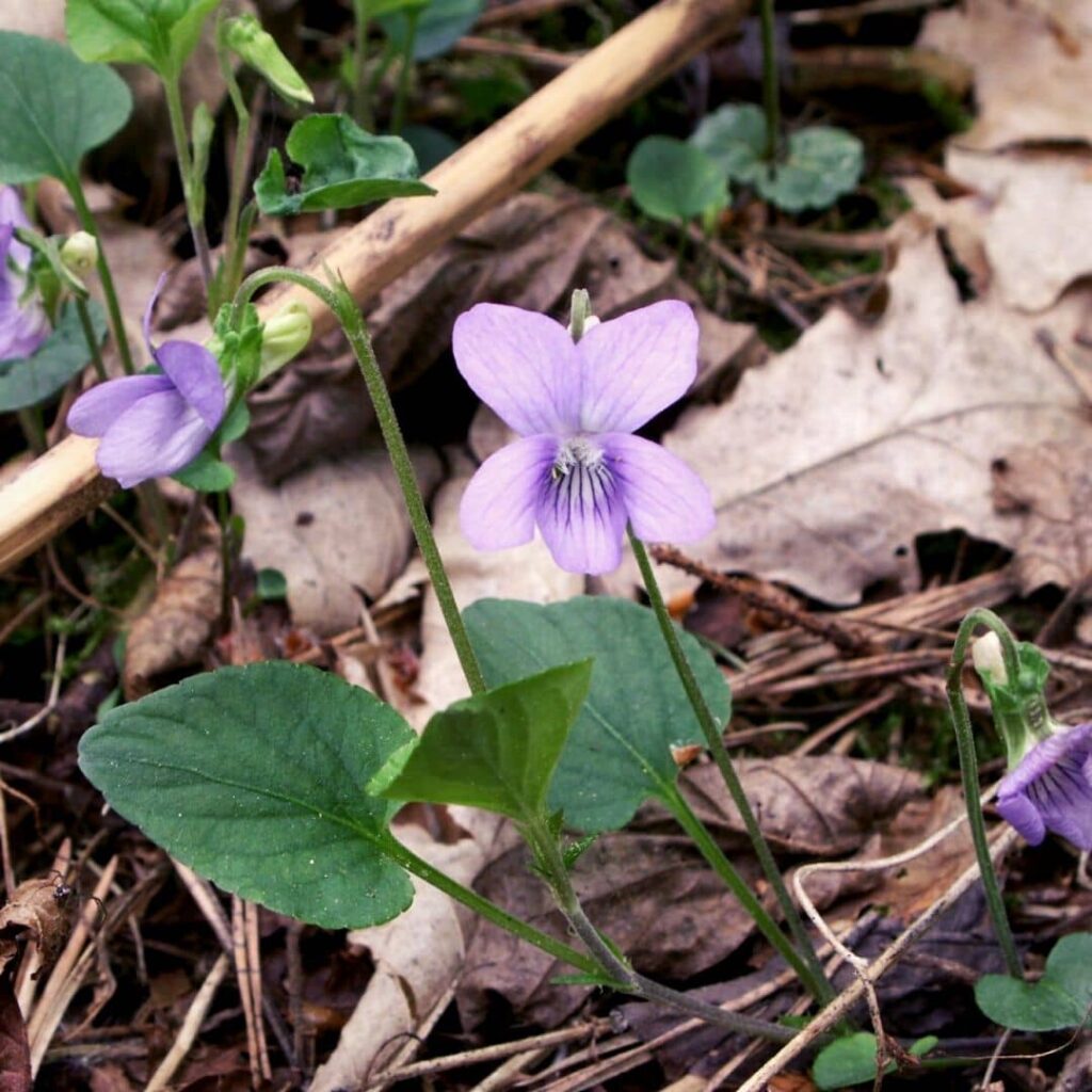 VIOLA CANINA - VIOLETTE DES CHIENS​ une des espèces de violettes les plus communes
