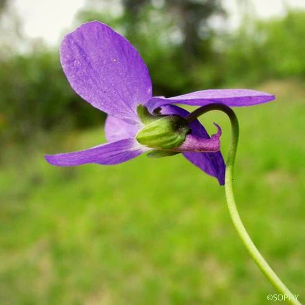 VIOLA HIRTA - VIOLETTE HÉRISSÉE​ une des espèces de violettes qui fait les plus grandes fleurs