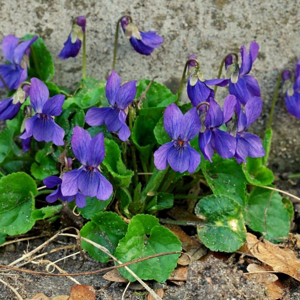 VIOLA ODORATA - VIOLETTE ODORANTE​ la plus connue de toutes les espèces de violettes