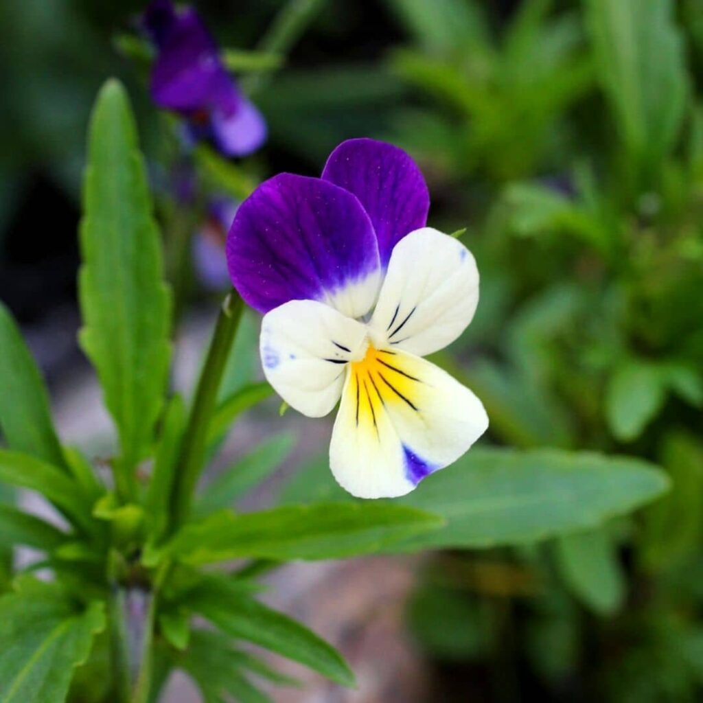 Viola tricolor pensée tricolore