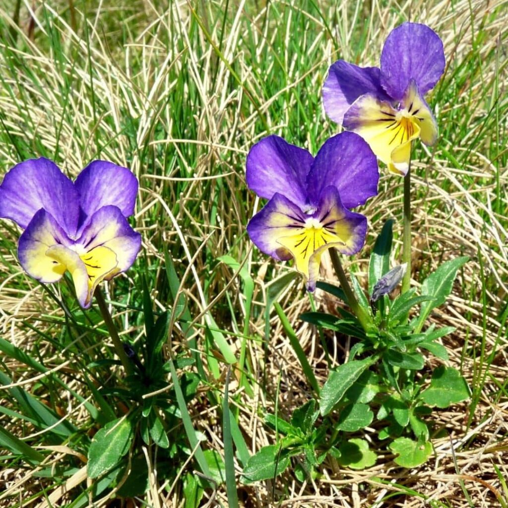 Violette des Vosges, une des plus belles espèces de violettes de France