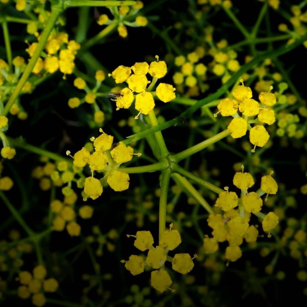 Bupleurum spinosum fleurs jaunes et épines
