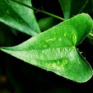 Smilax aspera Salsepareille plante grimpante contre la sécheresse