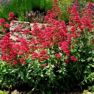 Valériane Rouge plante résistante à la sécheresse et au soleil
