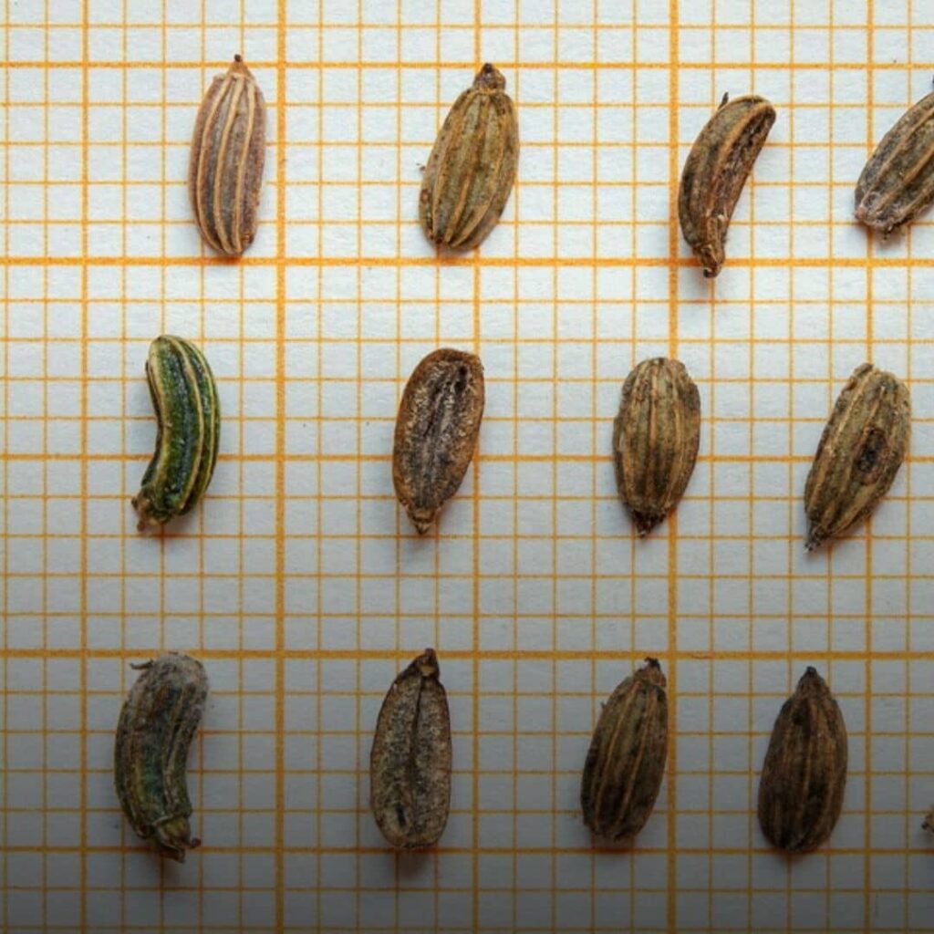 différences entre fenouil et ridolfia dans les fruits srtiés du fenouil