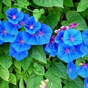 ipomée à fleurs bleues comme plante grimpante contre un mur