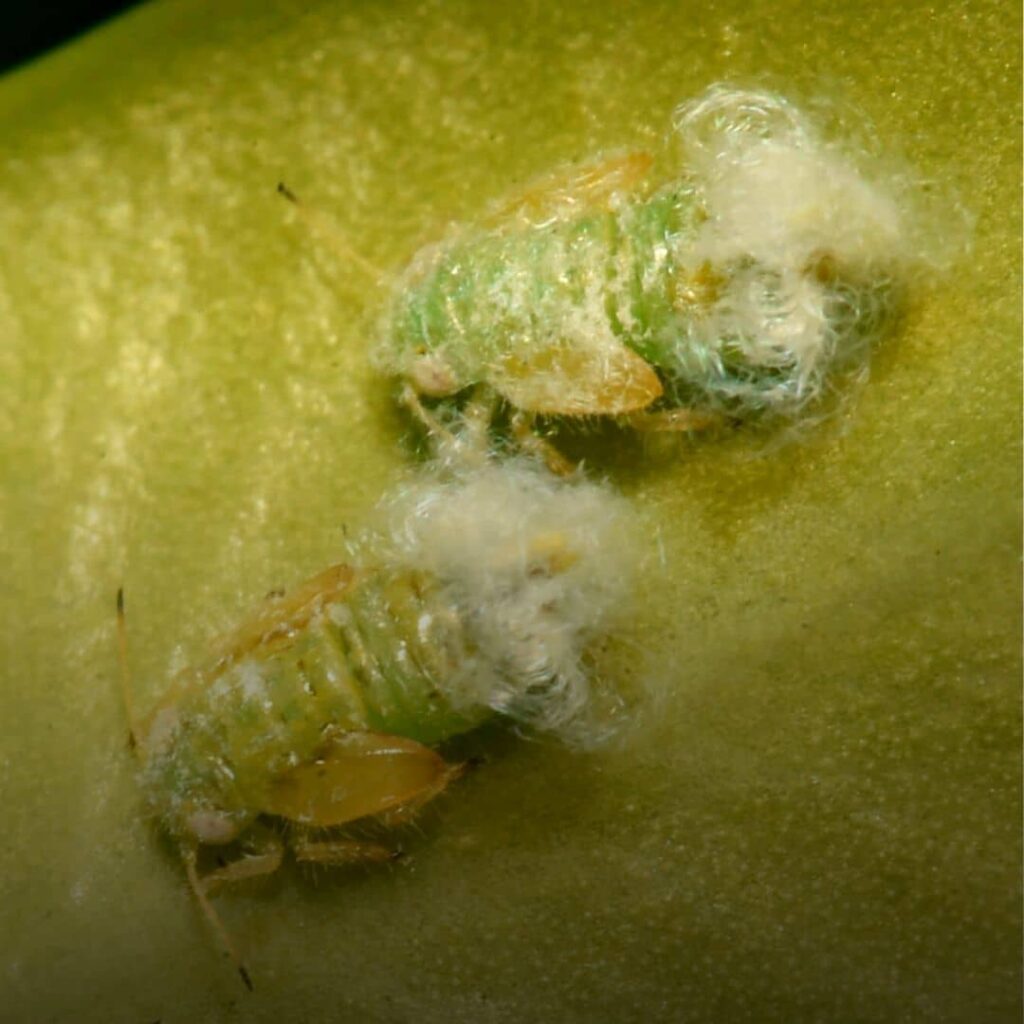 larve de la psylle du Buis et son dépôt cotonneux