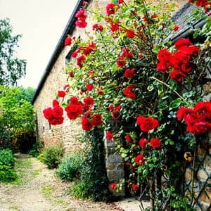 les rosiers sont idéaux contre un mur