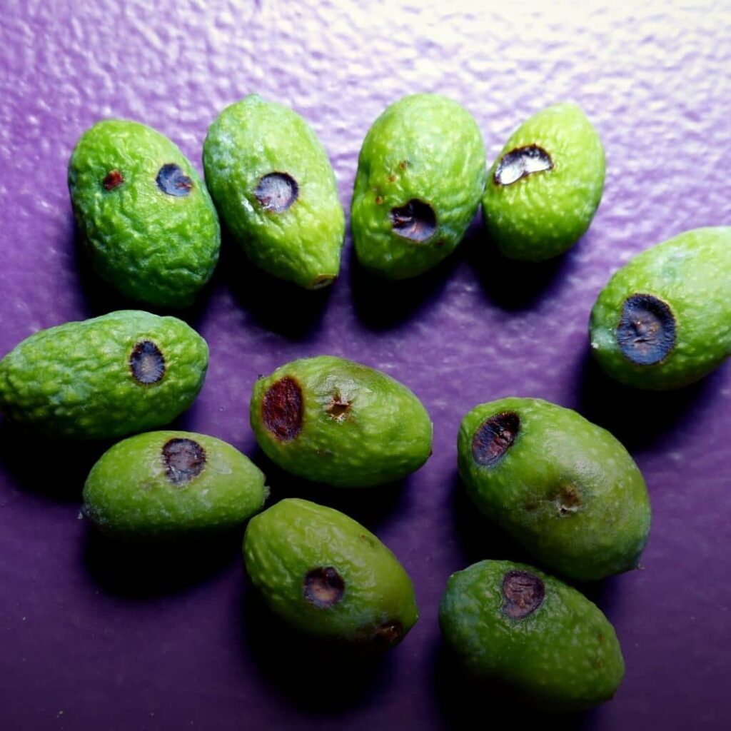 Dalmaticose maladies de l'olivier qui provoque des taches noires sur les olives