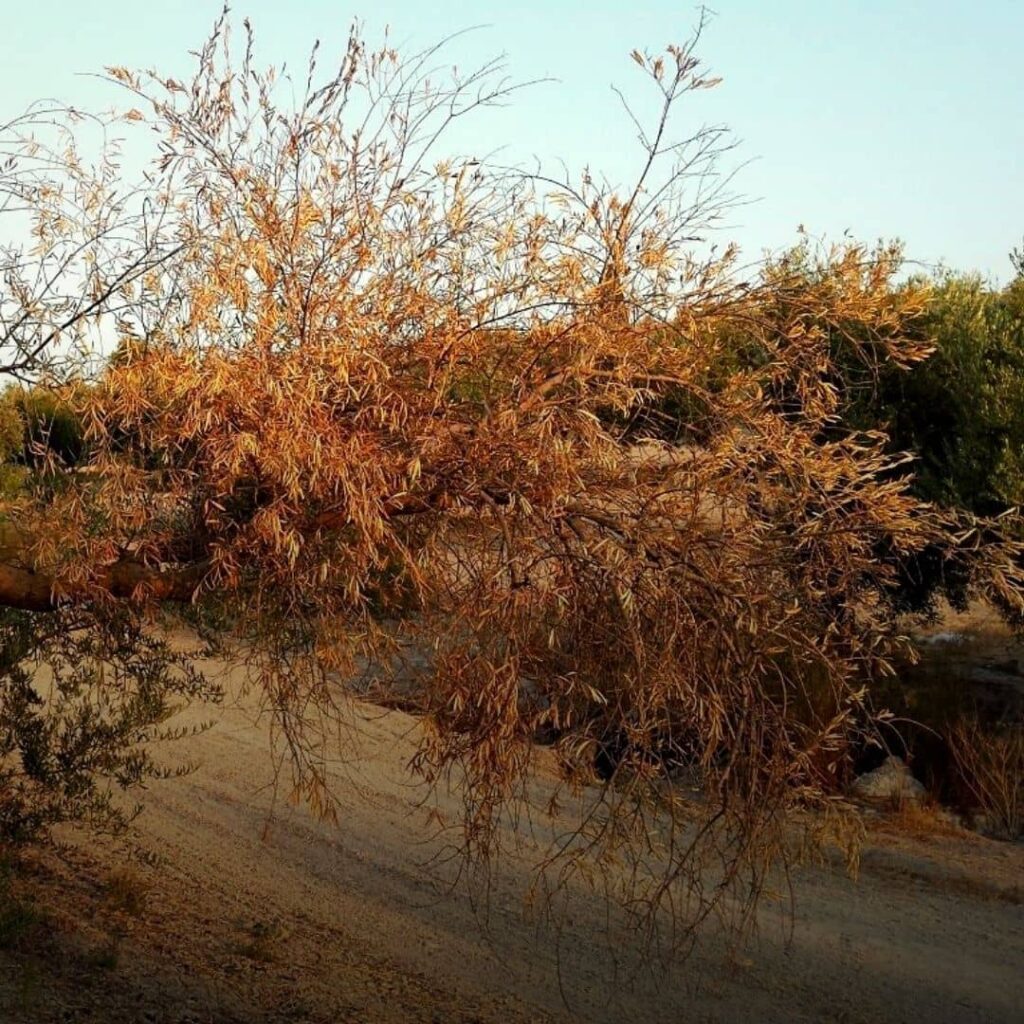 VERTICILLIOSE DE L'OLIVIER​ une des maladies de l'olivier les plus graves car potentiellement mortelle
