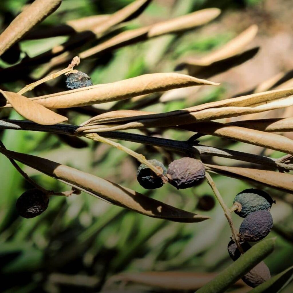 Xyllela une des pires maladies de l'olivier bactérie tueuse qui provoque la dessèchement des feuilles