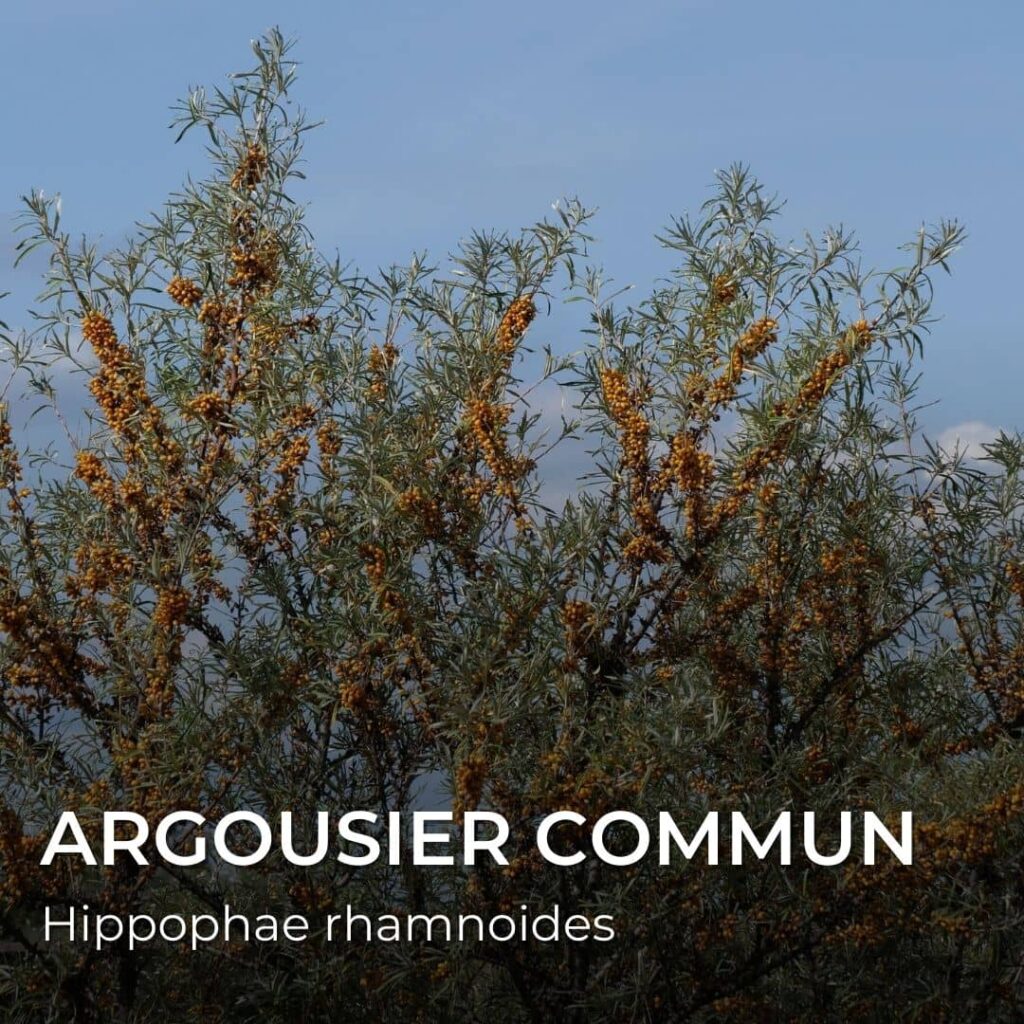 ARGOUSIER Commun Hippophae rhamnoides