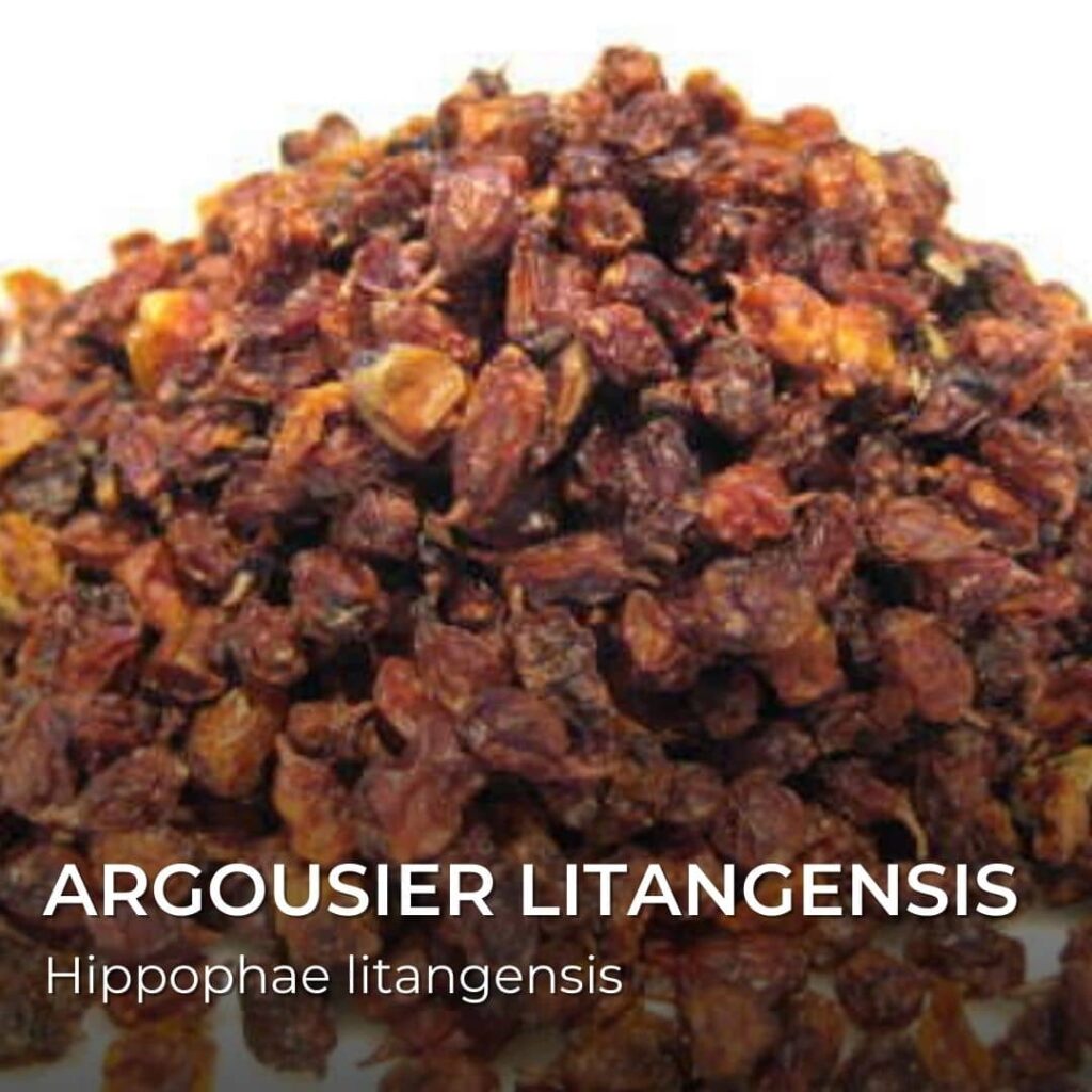 ARGOUSIER litangensis Hippophae litangensis