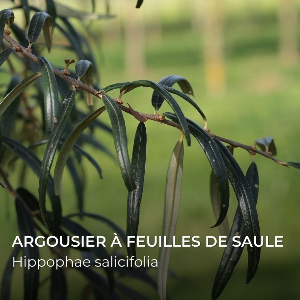 ARGOUSIER à feuilles de saule Hippophae salicifolia