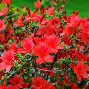 Azalée Japonaise pour sol acide et ombragé du rhododenron avec des hortensias