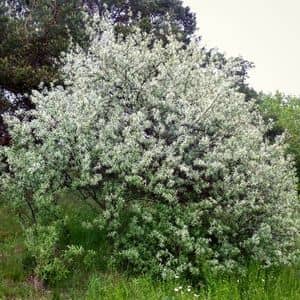 Elaeagnus angustifolia olivier de bohème éléagnacées