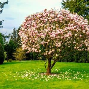 Que planter avec des hortensias le Magnolia soulangiana