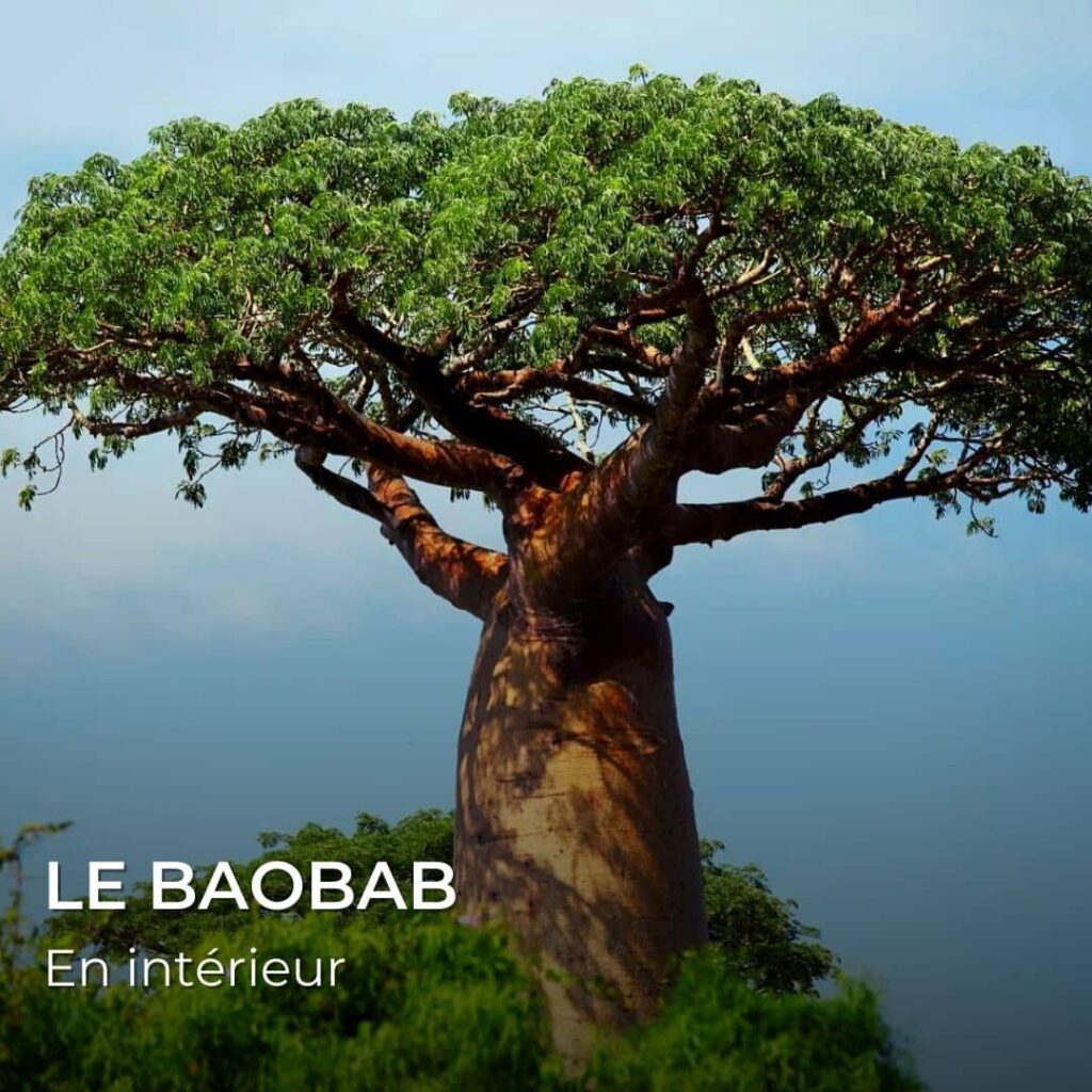 que semer en octobre le baobab