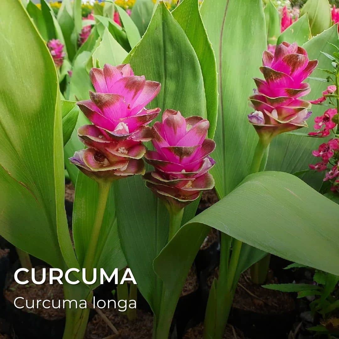 Curcuma curcuma longa un des ingrédients des dragibus plantes dans la composition