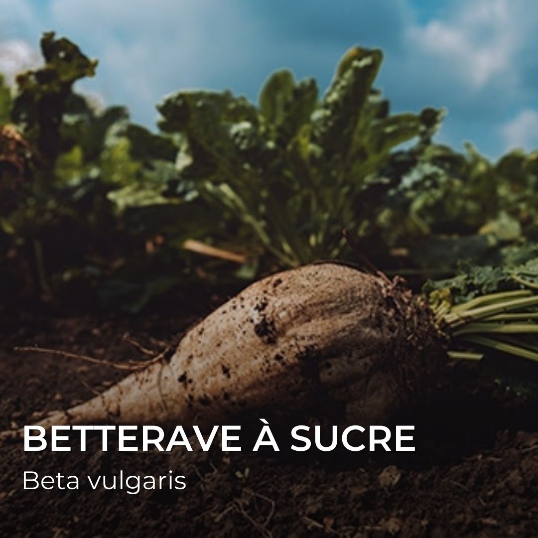 betterave à sucre Beta vulgaris
