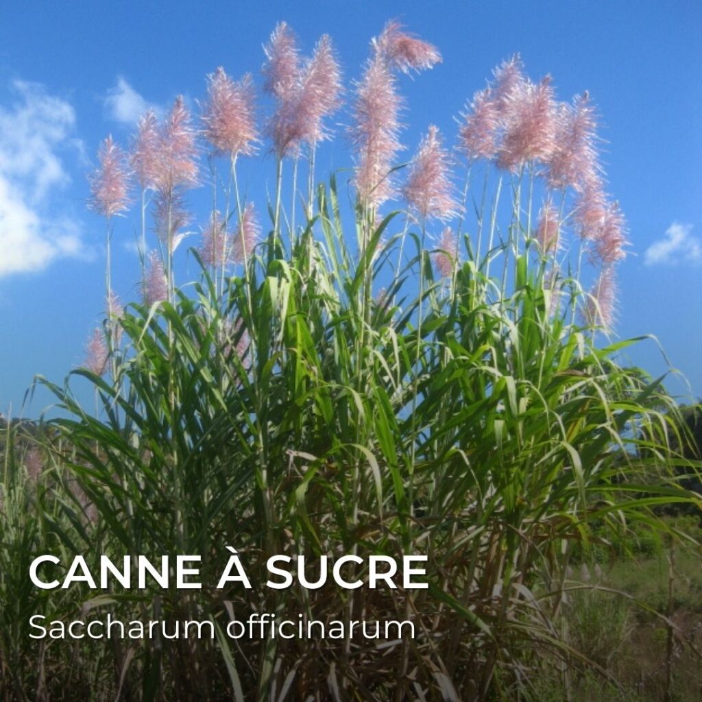 canne à sucre Saccharum officinarum pour produire le sucre dans les ingrédients du dragibus plantes comestibles produisant du sucre