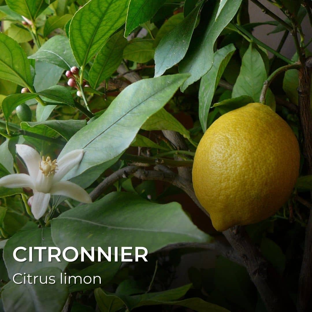 citronnier Citrus limon pour produire l'acide citrique qu'on utilise dans les dragibus