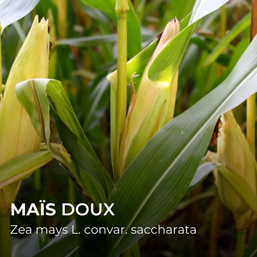 maïs Doux Zea mays L. convar. saccharata ingrédients des dragibus pour l'amidon