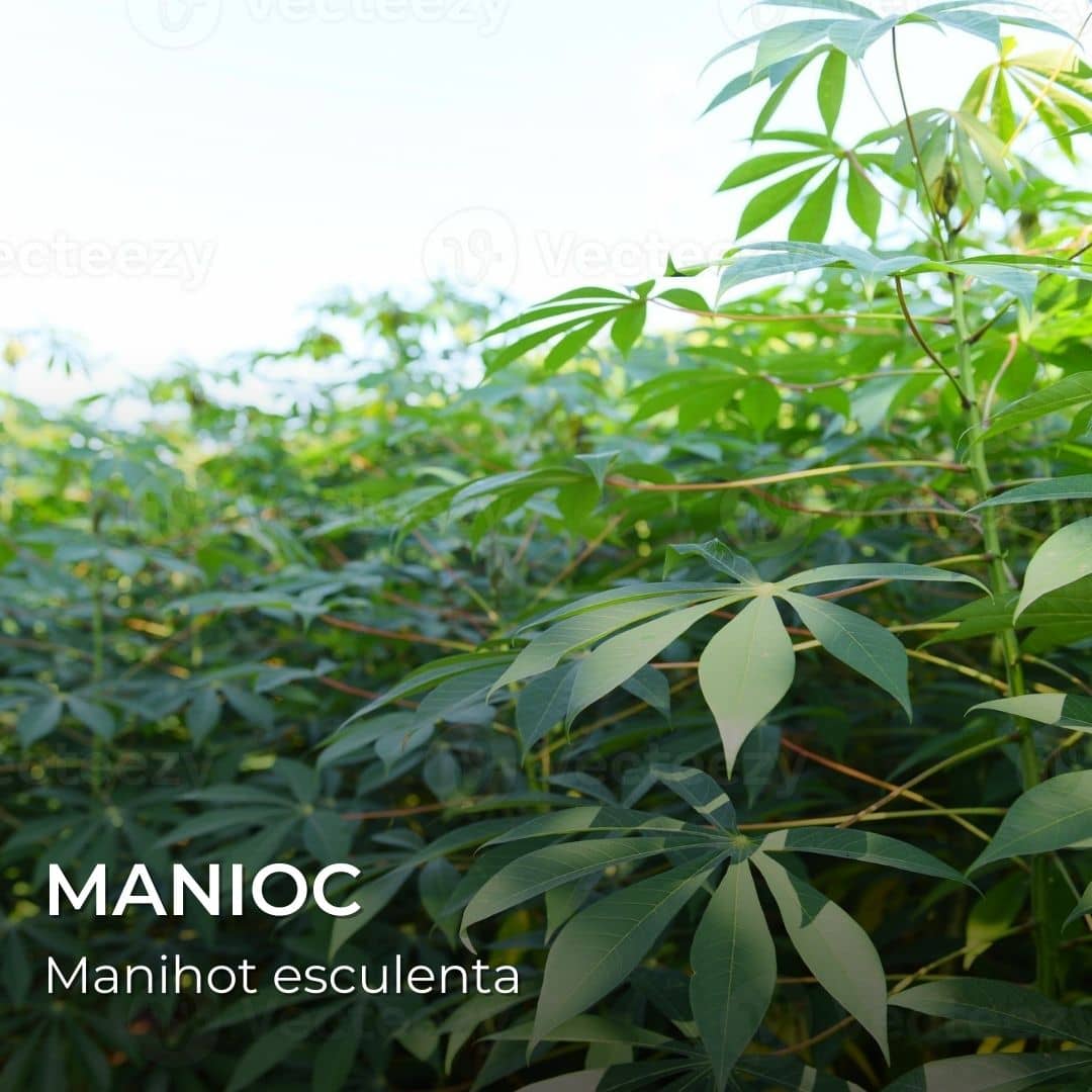 manioc Manihot esculenta plante utilisée pour la fabrication des dragibus