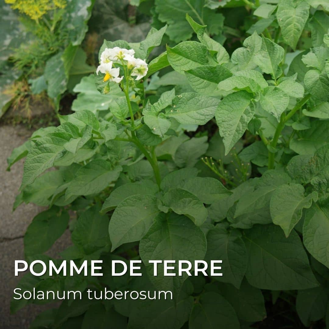 pomme de terre Solanum tuberosum plante utilisée dans les ingrédients des dragibus (amidon)