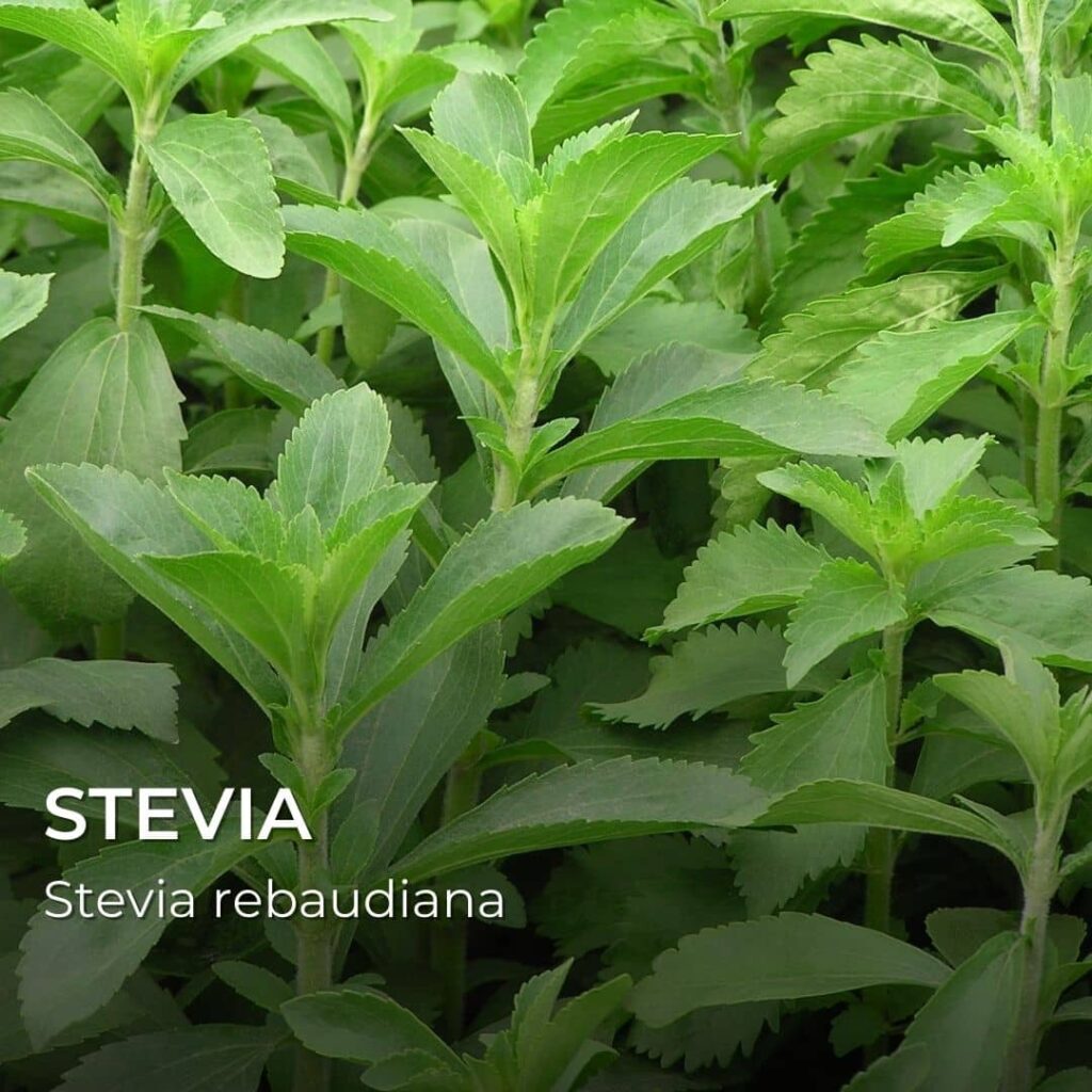stevia Stevia rebaudiana plantes comestibles produisant du sucre