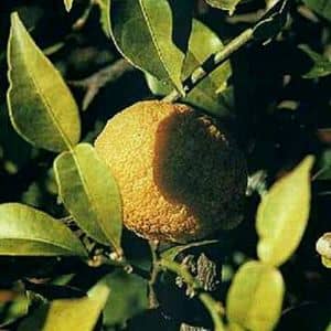 CITRUS ICHANGENSIS Ichang papeda agrumes japonais originaire de chine