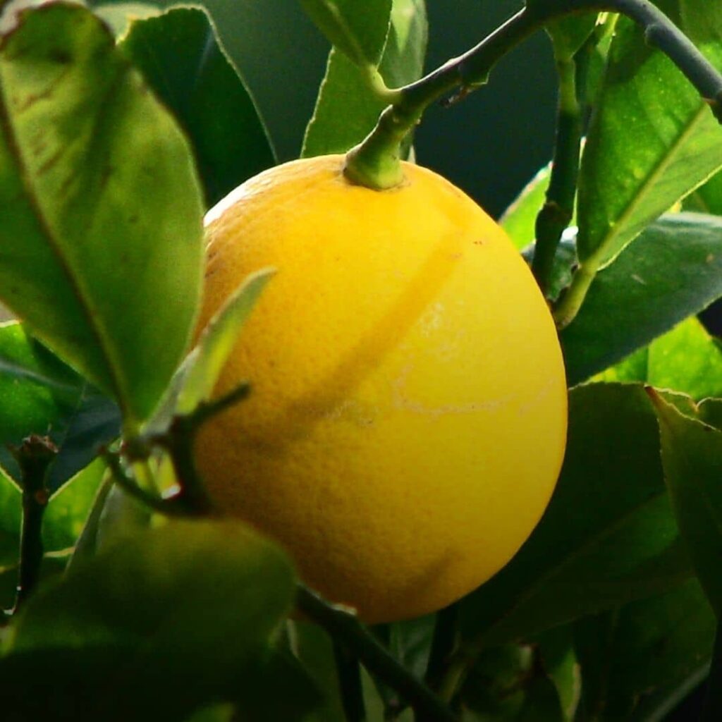 Citron Meyer Citrus x meyeri fruit