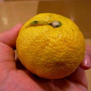 Citrus Jabara agrume